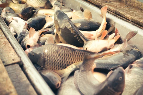 Fresh fish carp — Stock Photo, Image