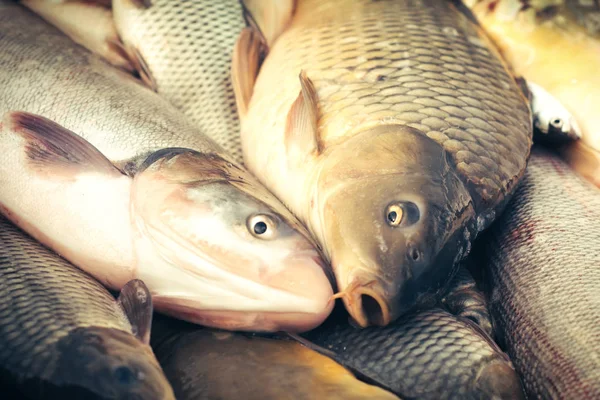 Färsk fisk karp — Stockfoto