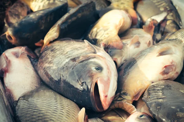 Färsk fisk karp — Stockfoto