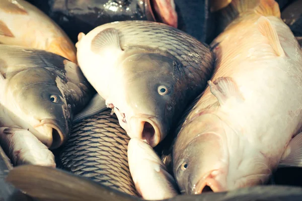 Färsk fisk karp — Stockfoto