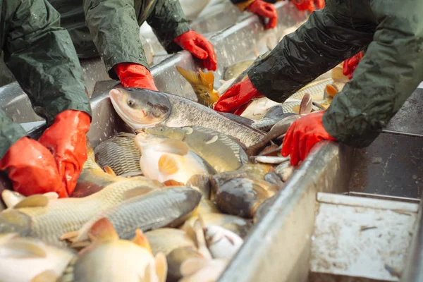 バイオマスと手動による並べ替えの魚をキャッチします。 — ストック写真