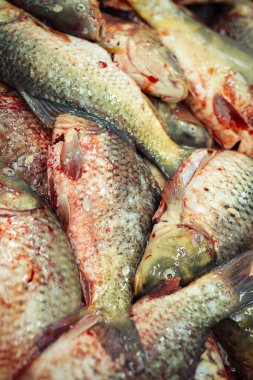 Balıkçılık sanayi portre resim