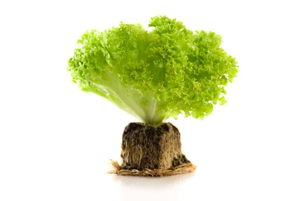 Elszigetelt fehér egészséges zöld saláta — Stock Fotó