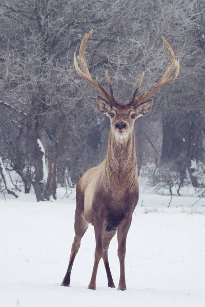 Ciervo rojo en invierno —  Fotos de Stock