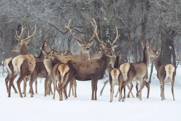 Retrato de ciervo rojo en la nieve y el bosque en invierno —  Fotos de Stock