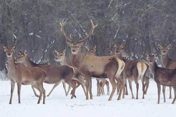 Retrato de veado vermelho na neve e na floresta no inverno — Fotografia de Stock