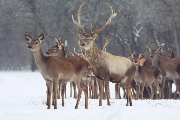 Retrato de ciervo rojo en la nieve y el bosque en invierno —  Fotos de Stock