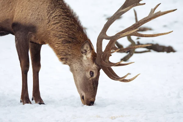 Ciervo rojo en invierno — Foto de Stock