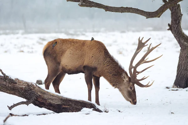 Ciervo rojo en invierno —  Fotos de Stock