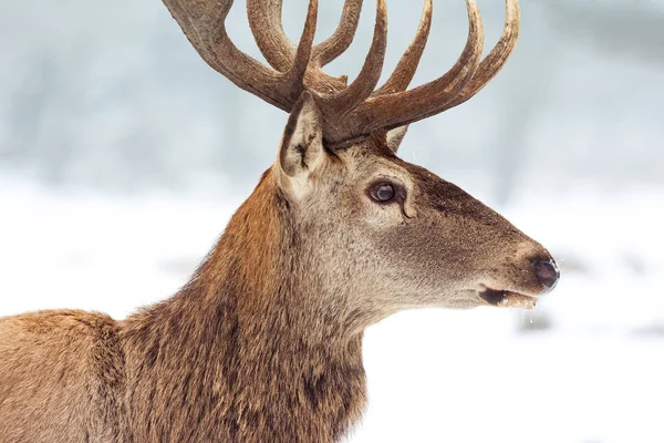 Cerf rouge en hiver — Photo