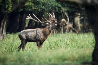 Kızıl geyik kükreyen 