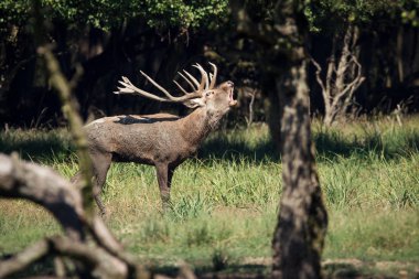 Kızıl geyik kükreyen 