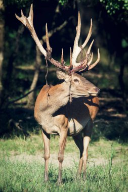 Bir çayır üzerinde duran erkek Kızıl geyik