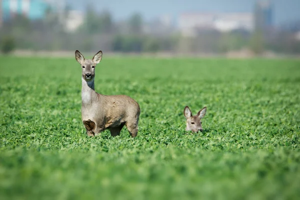 European roe deer in a field — Stock Photo, Image