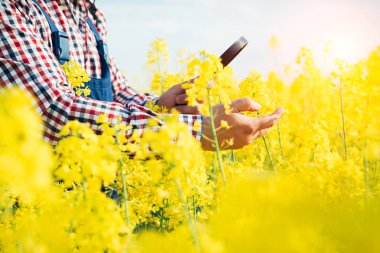 Çiftçi teftiş kolza tohumu