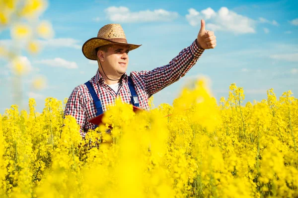 Çiftçi teftiş kolza tohumu — Stok fotoğraf