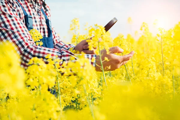 Kontrole farmář řepky — Stock fotografie