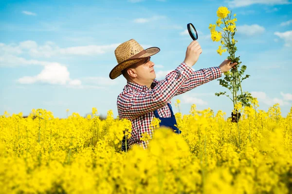 Bonde inspektera raps — Stockfoto