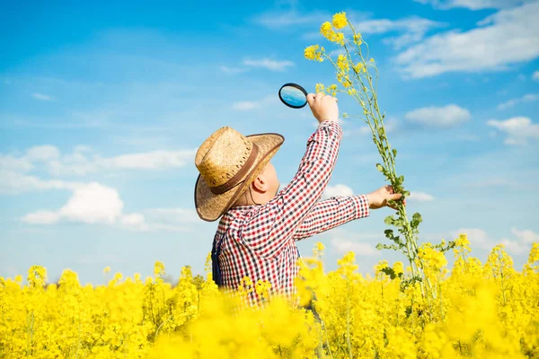 Jordbrukaren inspektera kvaliteten på raps fält — Stockfoto