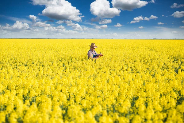 Farmer Standing in rapeseed and Controlling The Growth of Plants — Stock Photo, Image