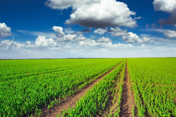 Pea veld en blauwe hemelachtergrond — Stockfoto