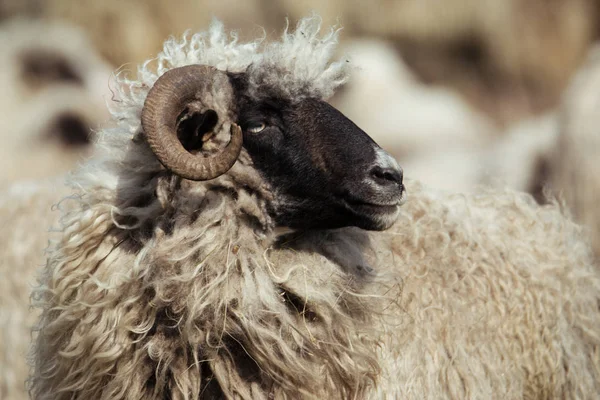Çoluk çocuk koyunla — Stok fotoğraf