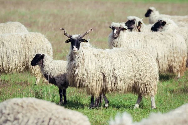 Стадо овець на лузі — стокове фото
