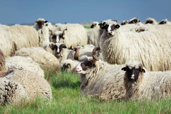 Herd of sheep for grazing — Stock Photo, Image