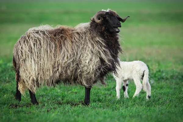 Schafe mit Nachwuchs — Stockfoto