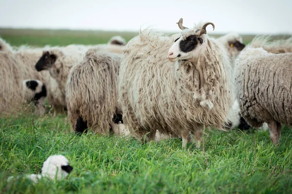 En fårhjord som betar — Stockfoto