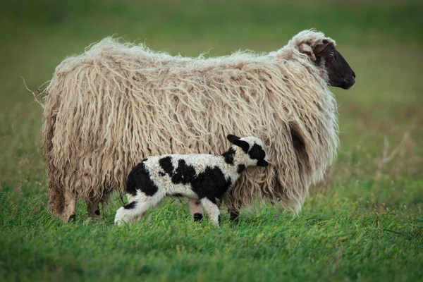 Schafe mit Nachwuchs — Stockfoto