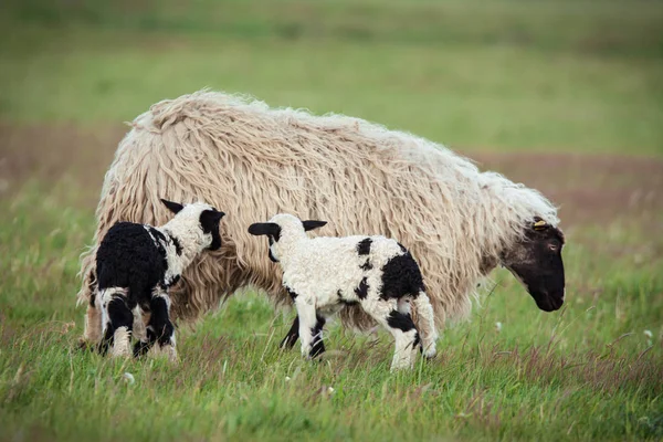 Çoluk çocuk koyunla — Stok fotoğraf