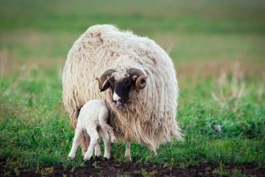 Çoluk çocuk koyunla