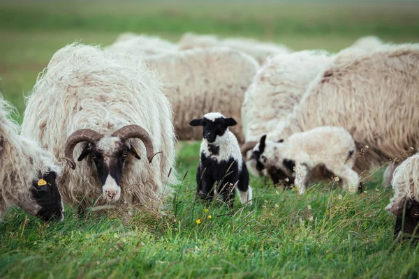 Moutons avec progéniture — Photo