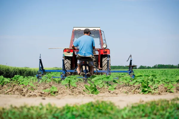 Young sunflower weed plowing — Stock Photo, Image
