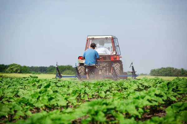 Young sunflower weed plowing — Stock Photo, Image