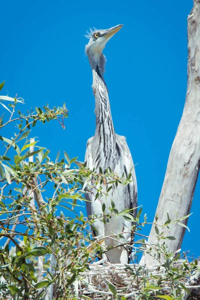 Young gray herons in nest — Stock Photo, Image