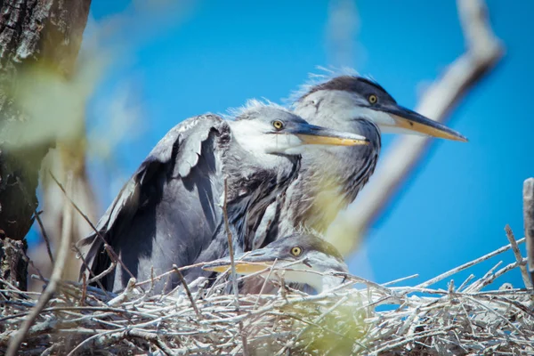 Young gray herons in nest — Stock Photo, Image