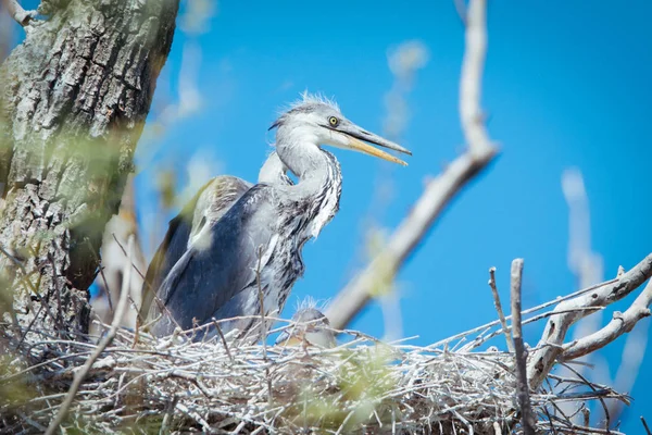 Young gray herons in nest — Stock Photo, Image