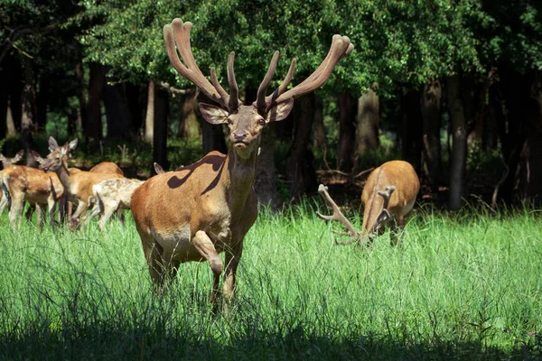 Группа красных оленей с растущими рогами, стоящих на лугу и смотрящих в камеру — стоковое фото