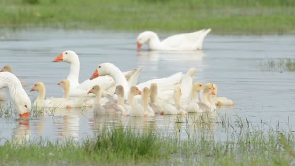Гуси с гусями на озере — стоковое видео