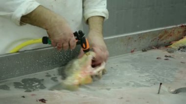 Fabrika balık işleme