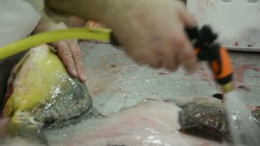 Fabrika balık işleme