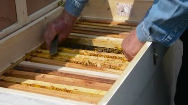 Arı kolonisi ile arı bakıcısı