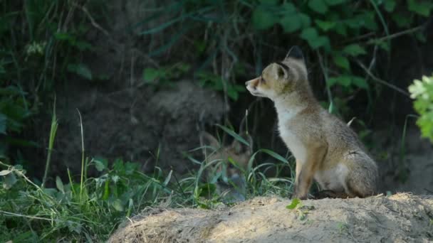 Mladí red fox — Stock video