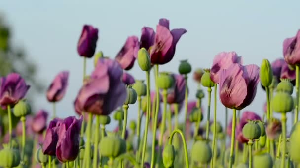 Close-up van Opium Poppy (Papaver somniferum) bloem op het veld — Stockvideo