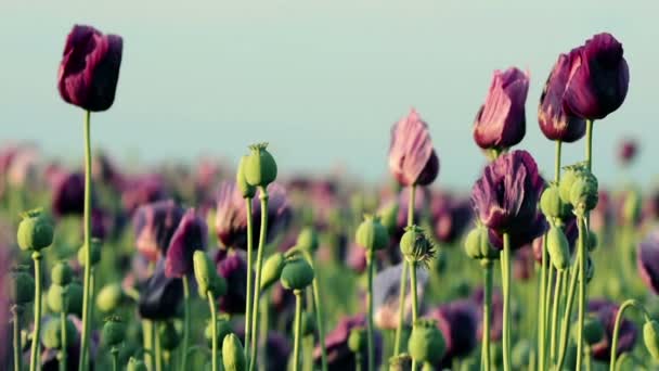 Крупним планом квітка опіумного маку (Papaver somniferum) на полі — стокове відео