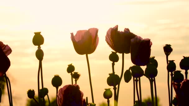 Detail květů máku (Papaver somniferum) na pole na západ slunce — Stock video