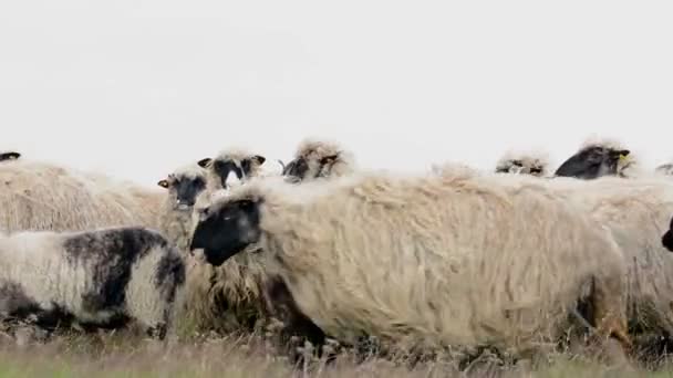 Kudde schapen in de Wei — Stockvideo