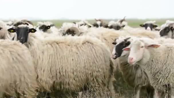 Herd of sheep in the meadow — Stock Video